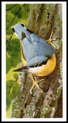 23 Nuthatch